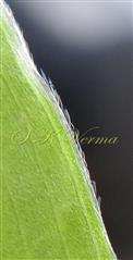 Leaf margin ciliate